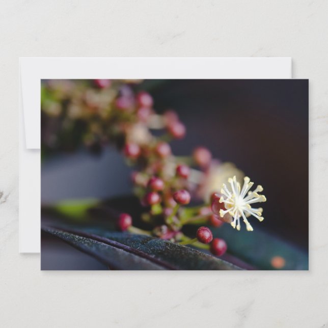 Fleur de Croton (Devant)
