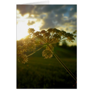 Fleur de début de la matinée
