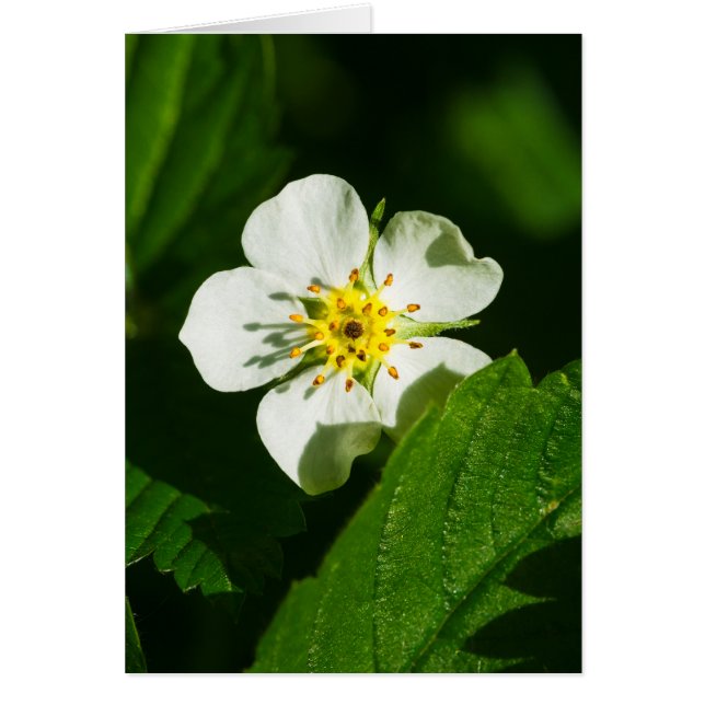 Fleur de fraises sauvages (Devant)