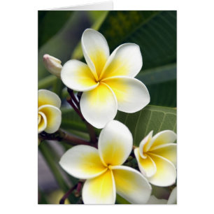 Fleur de frangipanier Îles Cook