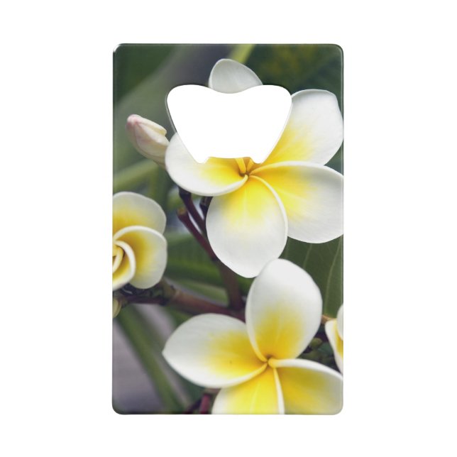 Fleur de frangipanier Îles Cook (Devant)
