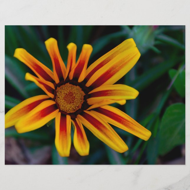 Fleur de Gazania (Devant)