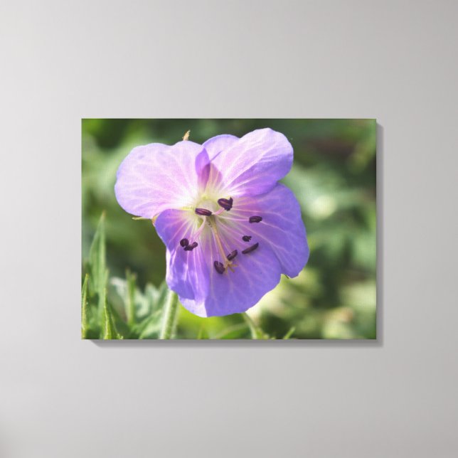 Fleur de géranium violet sur toile (Recto)