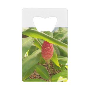 Fleur de gingembre de shampooing