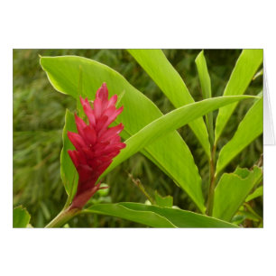Fleur de gingembre rouge (Alpinia) tropicale