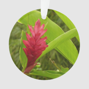 Fleur de gingembre rouge (Alpinia) tropicale