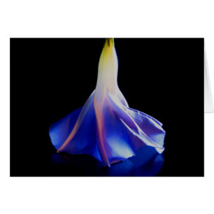 Fleur de gloire du matin 2