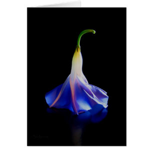 Fleur de gloire du matin 2