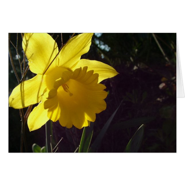 fleur de jonquille jaune au soleil (Devant horizontal)