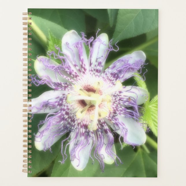 Fleur de la Passion (Devant)
