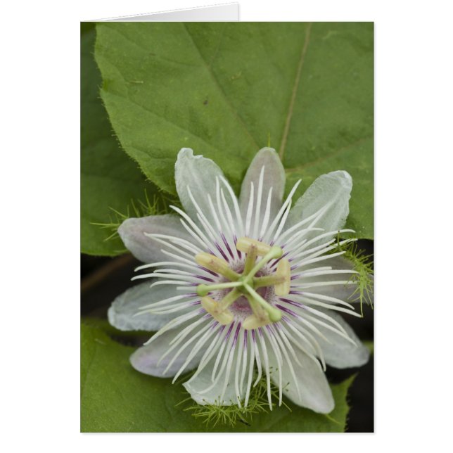Fleur de la passion des Galapagos Passiflora foeti (Devant)