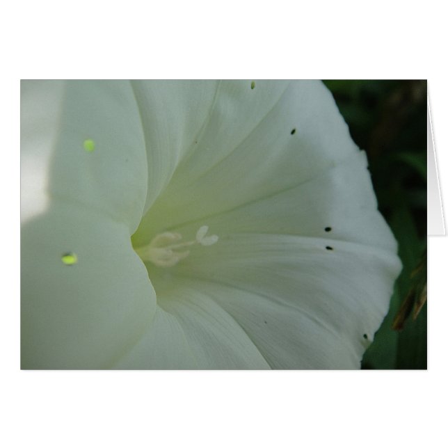 Fleur de levain blanc, blanc (Devant Horizontal)