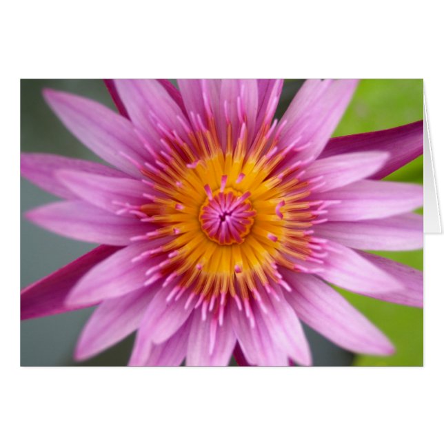 fleur de lotus (Devant horizontal)