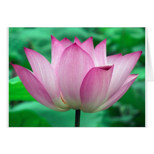 fleur de lotus (Devant horizontal)