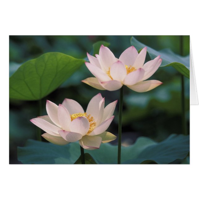 Fleur de lotus en fleurs, Chine (Devant horizontal)
