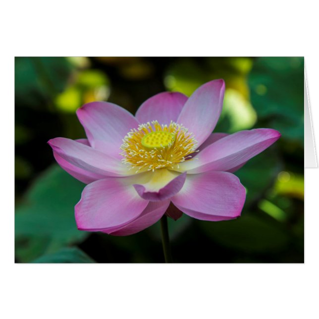 Fleur de lotus en fleurs, Indonésie (Devant horizontal)
