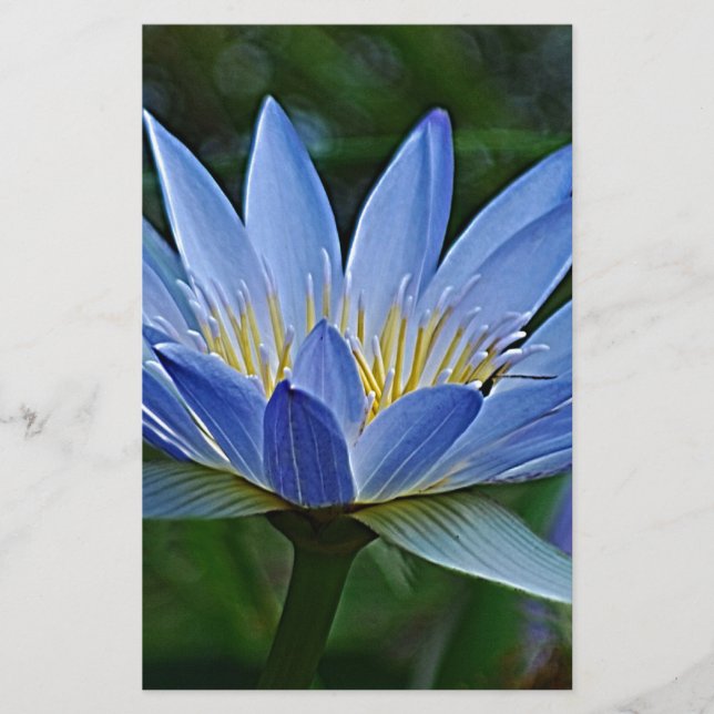 Fleur de lotus et signification (Devant)