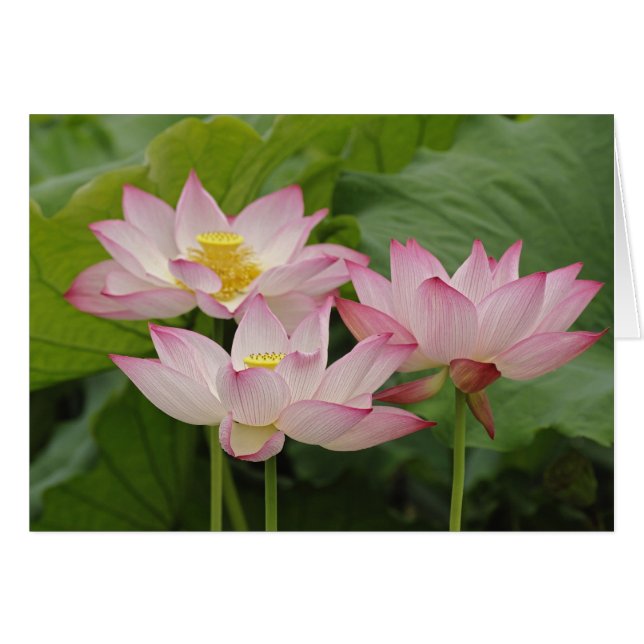 Fleur de lotus, Nelumbo nucifera, Chine 2 (Devant horizontal)