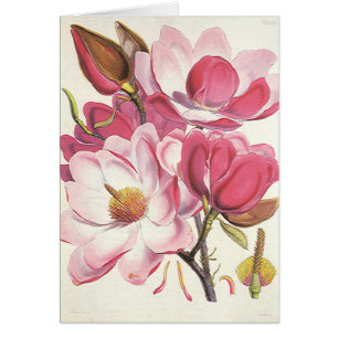 Fleur de magnolia arbre vintage, fleurs roses de j