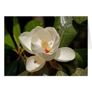 Fleur de magnolia du sud