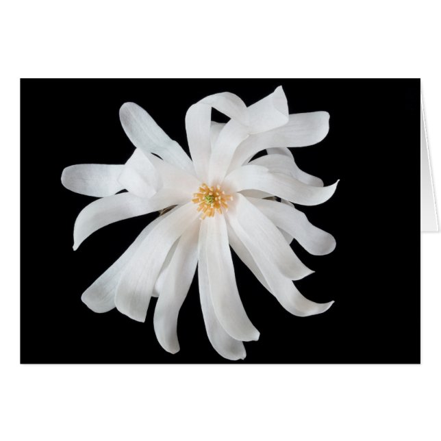 Fleur de Magnolia en noir (Devant Horizontal)
