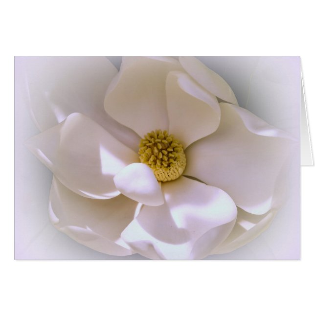 Fleur de Magnolia Tropicale Blanche en fleurs (Devant horizontal)