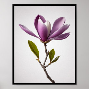Fleur de magnolia violet, Magnolia felix Poster mu