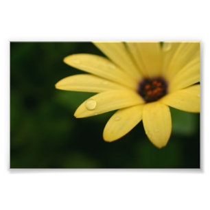 Fleur de marguerite africaine jaune photographie