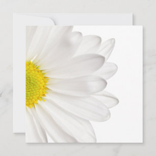 Fleur de marguerite blanche Arrière - plan de marg