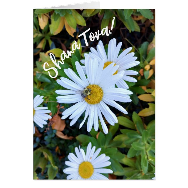 Fleur de marguerite blanche avec carte Hashanah Be (Devant)