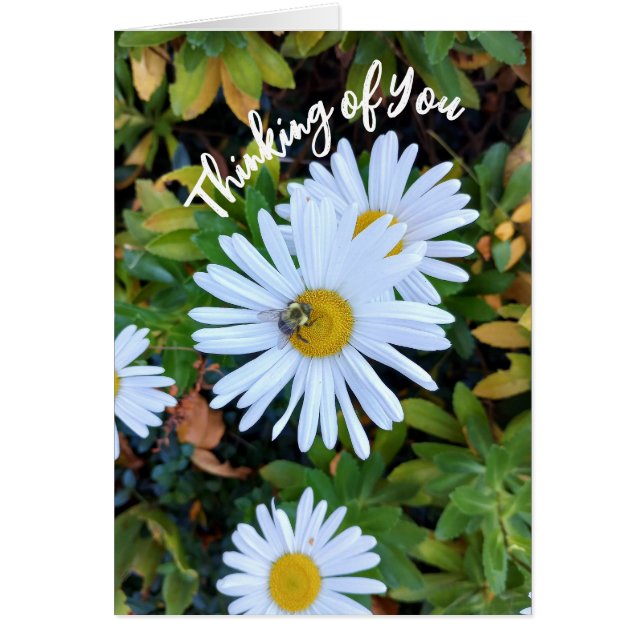 Fleur de marguerite blanche avec une carte de réfl (Devant)