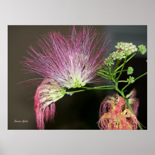 Fleur de mimosa rose avec photo poster marron (Devant)