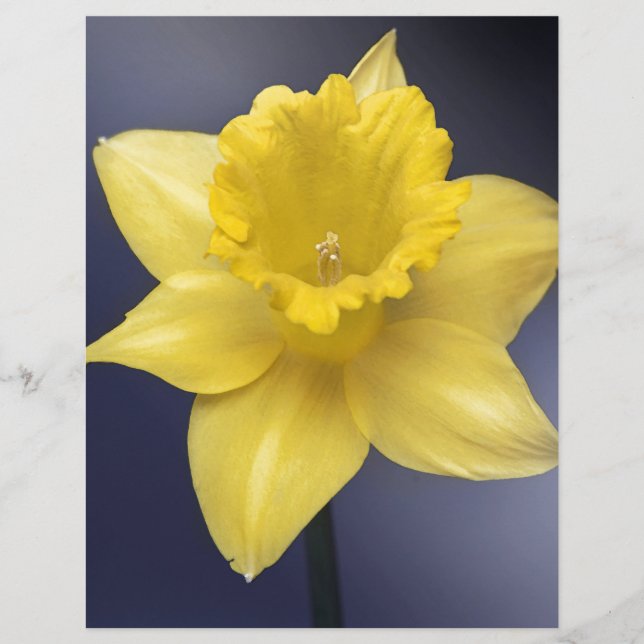 Fleur de Narcisse jaune peinture à l'aquarelle flo (Devant)