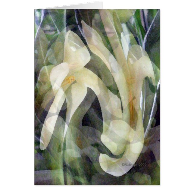 Fleur de papaye dans le résumé (Devant)