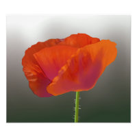 Fleur de pavot rouge Imprimer photo
