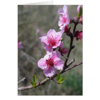 Fleur de pêche