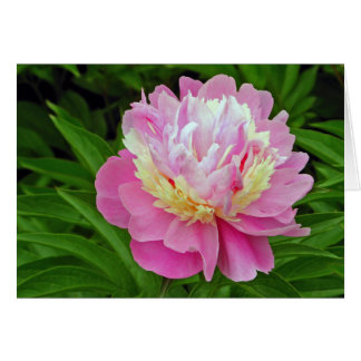 Fleur de pivoine