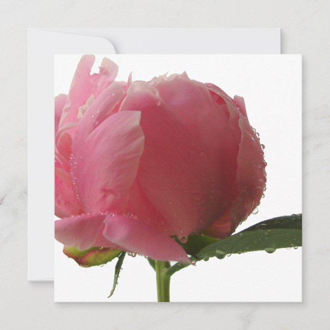 Fleur de pivoine rose (Devant)