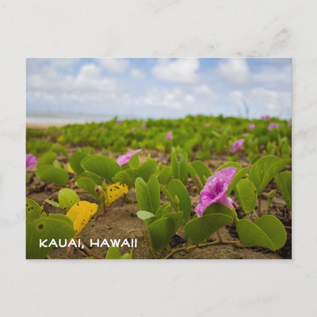 Fleur de plage Tropical Hawaii | Carte postale Kau (Devant)