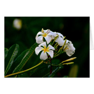Fleur de Plumeria, Maui