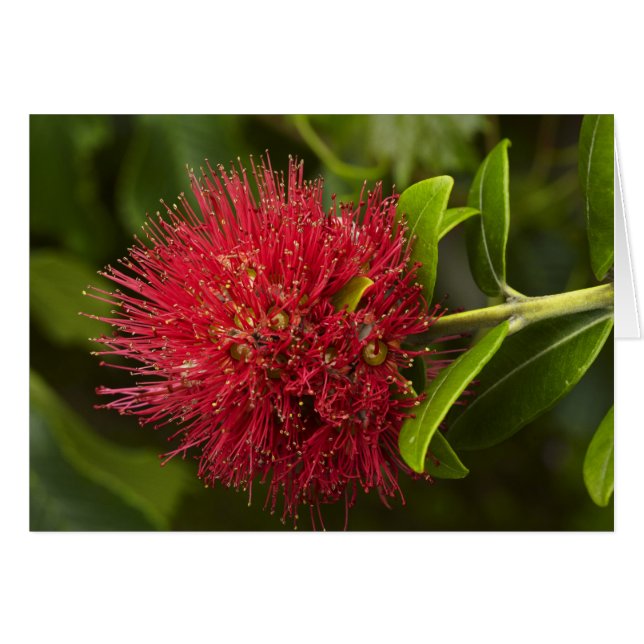Fleur de Pohutukawa, Dunedin (Devant horizontal)