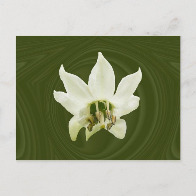 Fleur de poivre abstraite ~ carte postale (Devant)