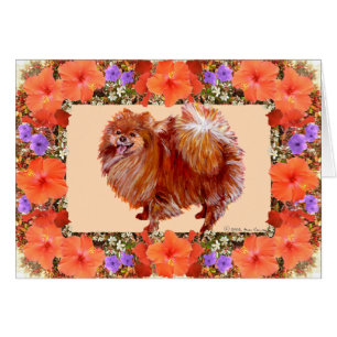Fleur de Poméranie