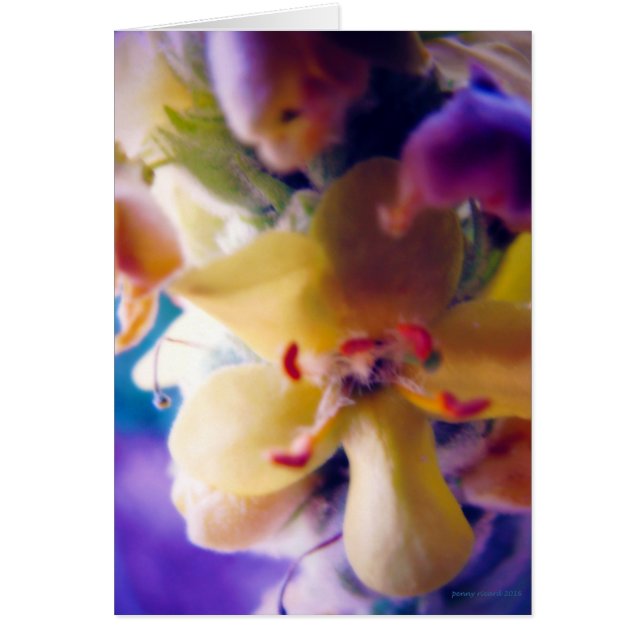 Fleur de printemps brillante (Devant)