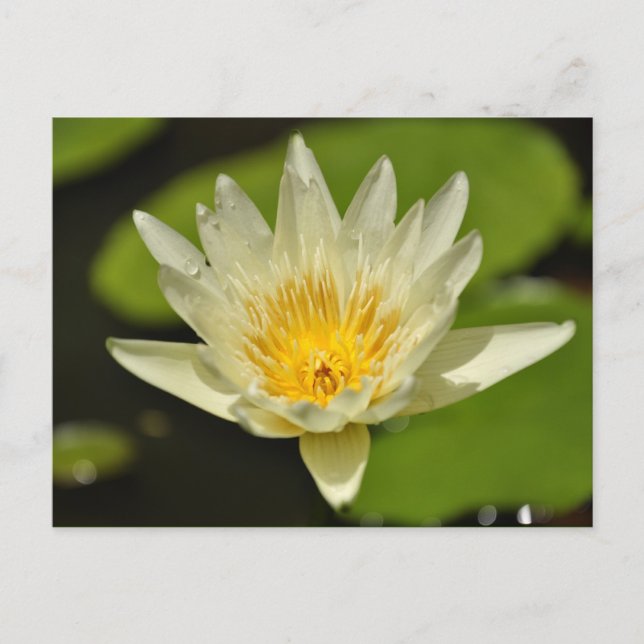 Fleur de printemps - cartes postales (Devant)