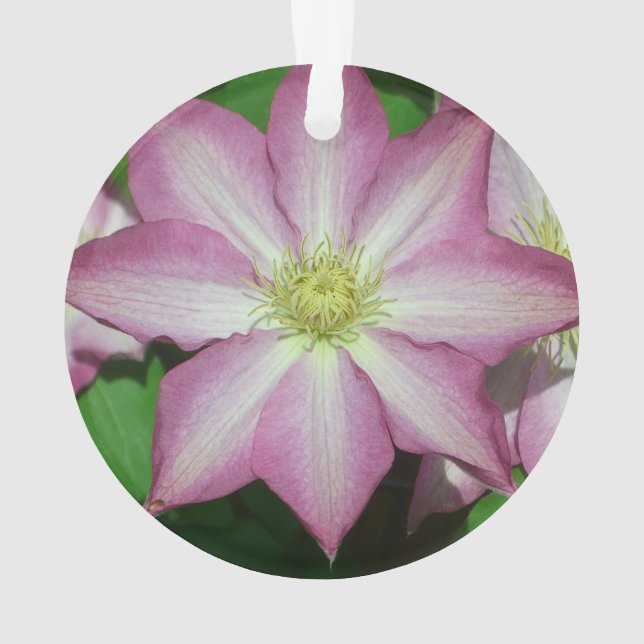 Fleur de printemps Clematis rose et blanc (dos)