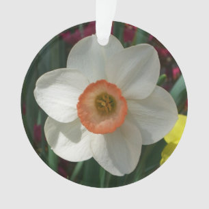 Fleur de printemps de jonquille rose