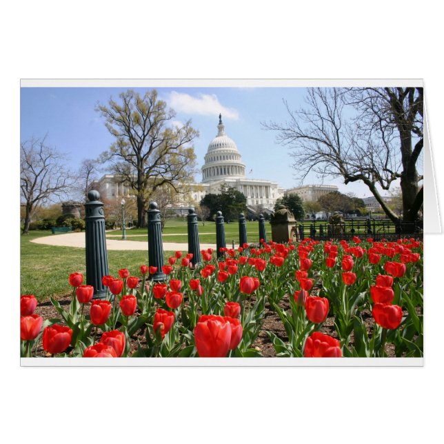 Fleur de printemps US Capitol (Devant horizontal)