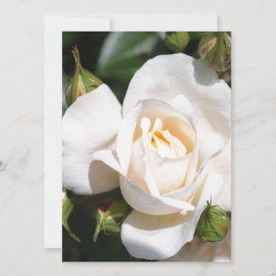 fleur de rose blanche assez pure. art photographiq