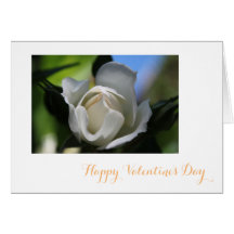 Fleur de rose blanche pure joyeuse Saint-Valentin